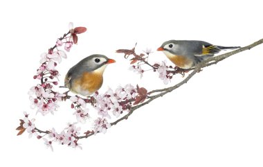 iki kırmızı gagalı leiothrix, leiothrix lutea, dal üzerinde tünemiş,