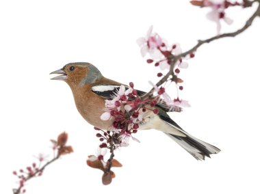 Ortak Chaffinch dal tünemiş, şarkı, beyaz izole -
