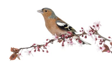 Ortak Chaffinch dal tünemiş, şarkı, beyaz izole -