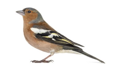 Common Chaffinch, isolated on white - Fringilla coelebs clipart