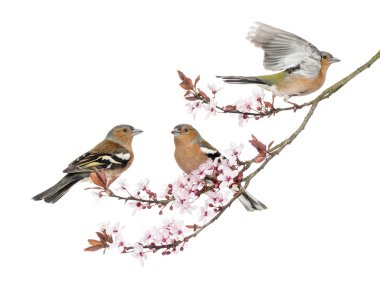 Grup ortak ispinoz japanse kiraz dal üzerinde tünemiş olduğunu