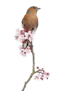 Beyaz - fringill izole Şubesi, ortak ispinoz tünemiş