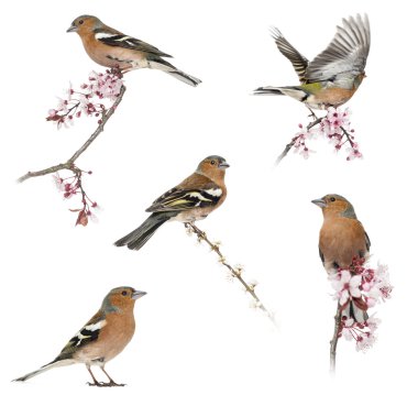 Collection of Common Chaffinch perched on a branch -Fringilla co clipart