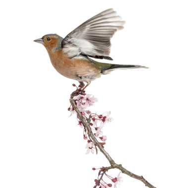 Ortak Chaffinch bir daldan uzağa uçan, beyaz izole -