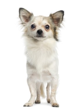 Chihuahua ayakta ve bakan, 1 yaşında, üzerinde beyaz izole