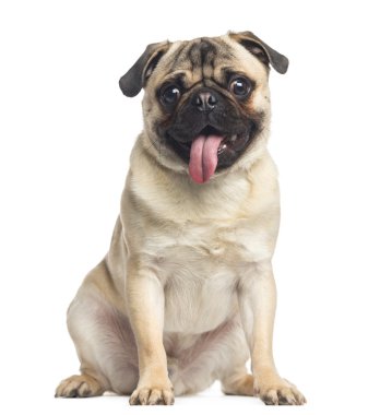pug, oturma ve nefes nefese, 1 yaşında, üzerinde beyaz izole