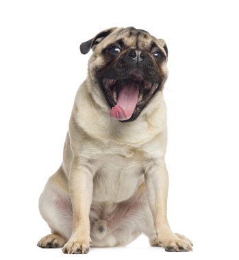 beyaz izole oturmuş, esneme, 1 yaşında, pug