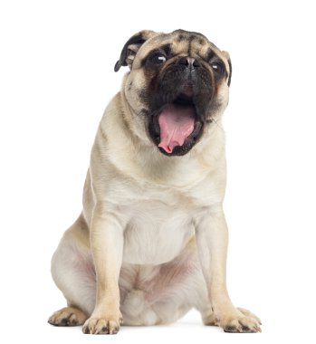 beyaz izole oturmuş, esneme, 1 yaşında, pug