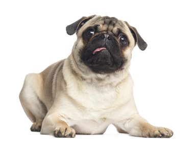 yalan, üzerinde beyaz izole 1 yaşında, ararken pug