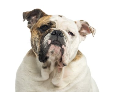 bir İngilizce üzerine beyaz izole bulldog, 1 yaşında, yakın çekim