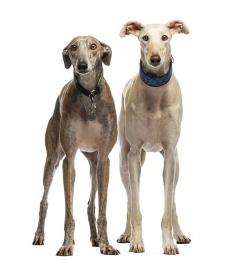 İki İspanyol galgo duran, 6 yaşında, üzerinde beyaz izole