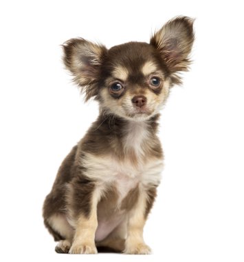 oturmuş, whit üzerinde izole kamera bakıyor chihuahua yavrusu