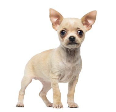 chihuahua yavrusu ayakta, WHI izole kamera bakıyor