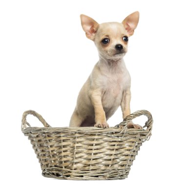 chihuahua köpek duran bir hasır sepet beyaz izole