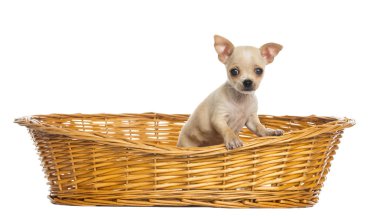 büyük hasır sepet, chihuahua köpek yavrusu üzerinde beyaz izole