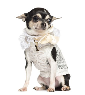 Chihuahua, oturan 18 aylık, Isola dantel forması ile giyinmiş