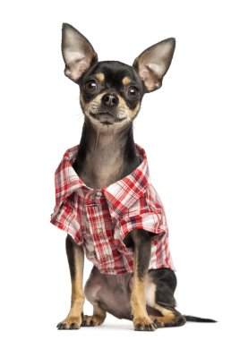 whit üzerinde 18 aylık bir onay gömlek giymiş chihuahua izole