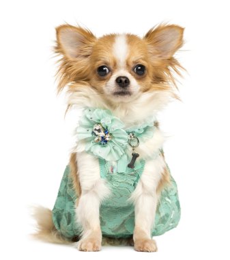 chihuahua oturmuş, kameraya bakarak yeşil elbise,