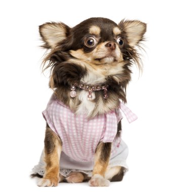 sersem, seyir chihuahua oturan, üzerinde beyaz izole giyinip