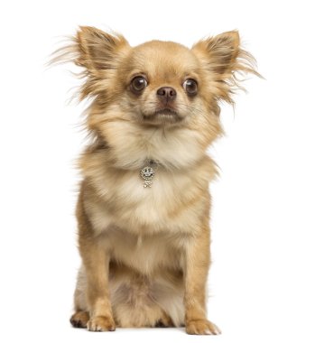 fantezi yaka, 2 yaşında giyiyor oturma chihuahua izole