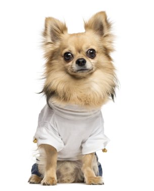 oturmuş, üzerinde izole kamera bakıyor chihuahua giyinip