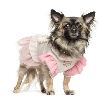 ayakta chihuahua giyinip, üzerinde beyaz izole