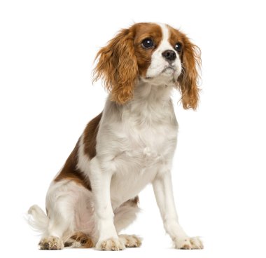 cavalier king charles spaniel köpek yavrusu, oturmuş, 5 aylık isol