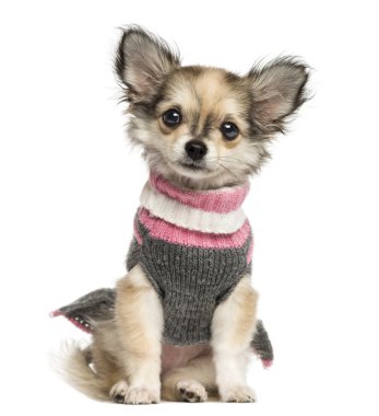 otururken, chihuahua köpek yavrusu kadar 3 aylık wh izole giyinmiş