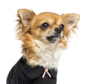 yakın çekim yukarı giyimli bir Chihuahua, seyir 14 aylık,