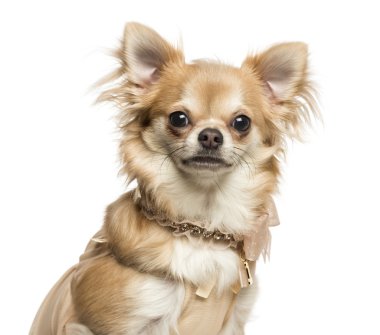 bir Chihuahua yakalı bakıyor kameraya, 2 ye yakın çekim