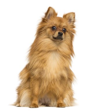 Yorkshire terrier vistiendo un kimono sentado junto a un árbol de los bonsais