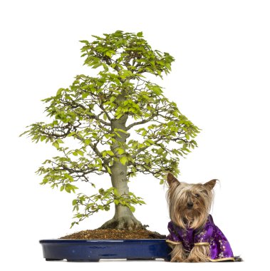 Yorkshire korkunç bir bonsai ağacı oturan bir kimono giymiş