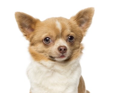Close-Up bir chihuahua, 2 yaşında, izole üzerinde beyaz