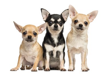 ağaç chihuahuas yan yana, kamera, Isola arıyorsunuz