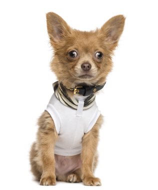 otururken, chihuahua köpek yavrusu kadar 4 aylık wh izole giyinmiş