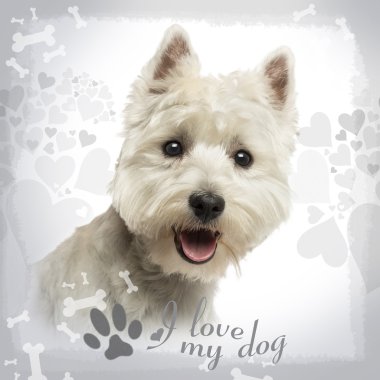 Close-up of a West Highland White Terrier panting, 18 months old clipart