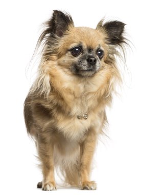 Chihuahua, 4 yaşında, üzerinde beyaz izole ayakta