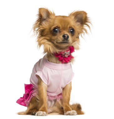 Chihuahua kadar 10 aylık, üzerinde beyaz izole giyinmiş