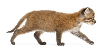 ulaşan pardofelis temmincki, 4 hafta eski Asya altın kedisi