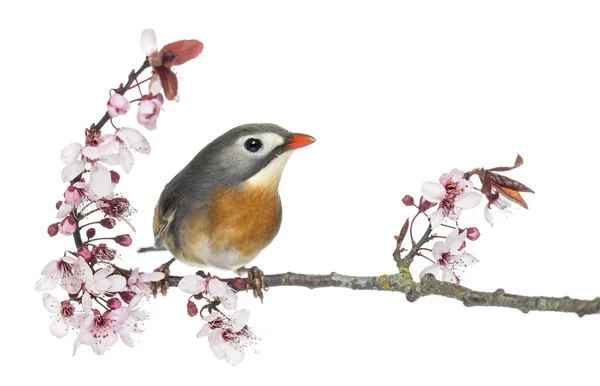 Red-billed Leiothrix (Leiothrix lutea), perched on a branch, iso — Stock Photo, Image