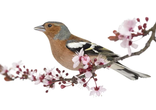 Gemeenschappelijke Chaffinch zat op tak, zingen, geïsoleerd op wit - — Stockfoto