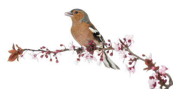 Gemeenschappelijke Chaffinch zat op tak, zingen, geïsoleerd op wit - — Stockfoto