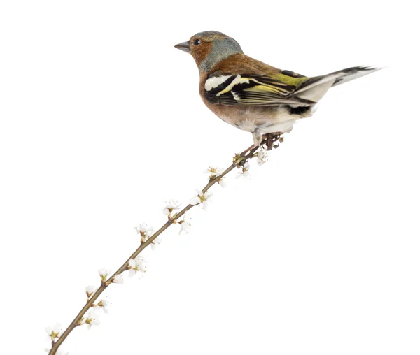 Rear view of a Common Chaffinch perched on branch, isolated on w — Stockfoto