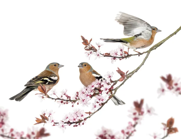 Groep van gemeenschappelijke Vink zat op een tak van de japanse kers, is — Stockfoto