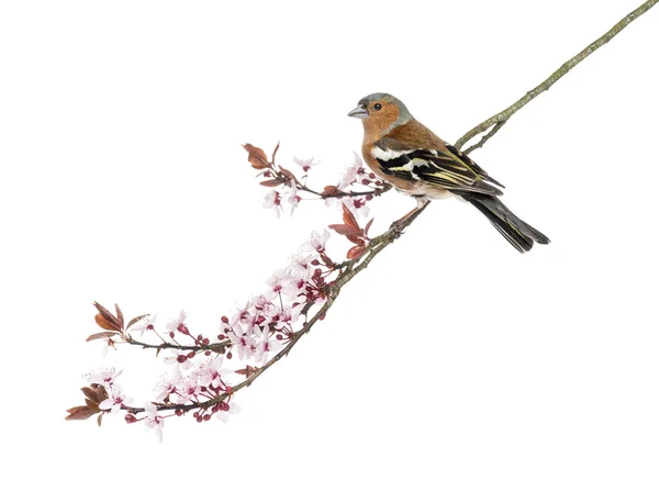 Common Chaffinch perched on branch, isolated on white - Fringill — Stock Photo, Image