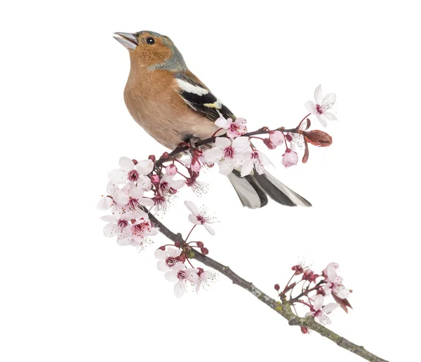 Common Chaffinch perched on Japanese cherry branch, tweeting -Fr — Stock Photo, Image