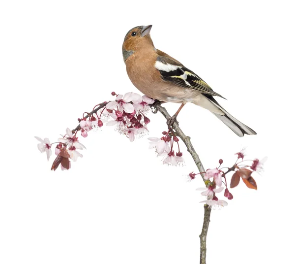 常见燕雀栖息在树枝上，孤立在白色-fringill — 图库照片