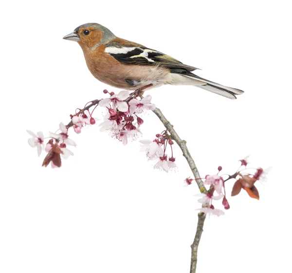 Chaffinch comum empoleirado no ramo, isolado no branco - Fringill — Fotografia de Stock