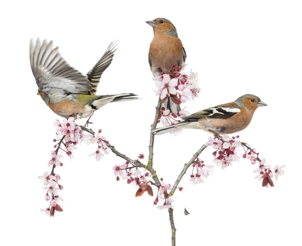 Groep van gemeenschappelijke Vink zat op een tak van de japanse kers, is — Stockfoto