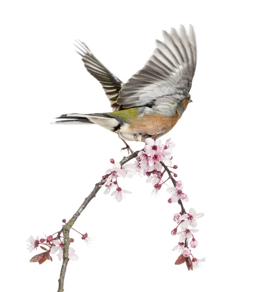 Gewone Chaffinch vliegen weg van een tak, geïsoleerd op wit - — Stockfoto
